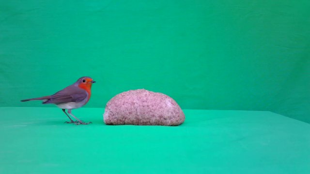 European Robin (Erithacus Rubecula Or Robin Redbreasteats) Eats Bread With Green Screen Or Chroma Key In A Sunny Winter Day. Documentary About Nature, Birds And Wildlife Full HD Video.