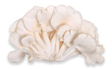 Phoenix mushroom isolated on white clippng path