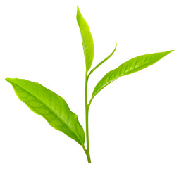 Obraz premium Tea leaf isolated on white clipping path