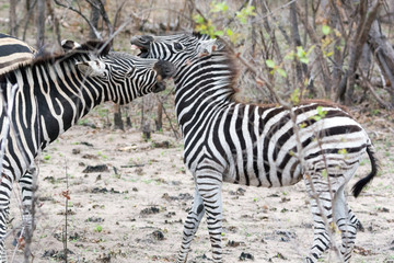 Fototapeta na wymiar A pair of plains zebra (Equus quagga) in bushland, Sabi Sands, Greater Kruger, South Africa