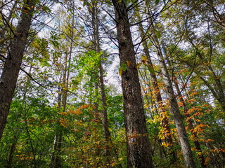 Fototapeta premium 高原に一足早い秋の気配