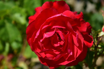 Shiny red rose closeup. Bush with green leaves. Sunny day, sun light.