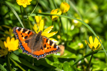Close-up of Aglais urticate, small totoiseshell,sitting on buttercup