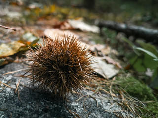 台風一過 小さな山栗