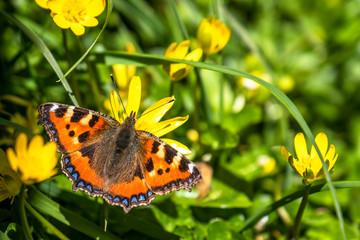 Close-up of Aglais urticate, small totoiseshell,sitting on buttercup