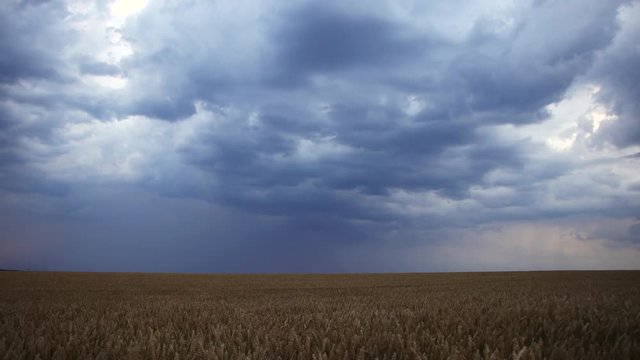 Storm is coming, cloudscape. Thunderstorm over typical rural scene. Wheat field before harvest at farmland. Time lapse
