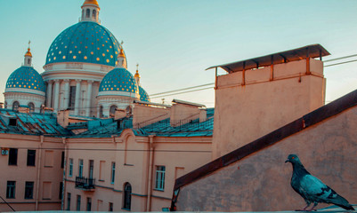 Pigeon sitting near dome of church