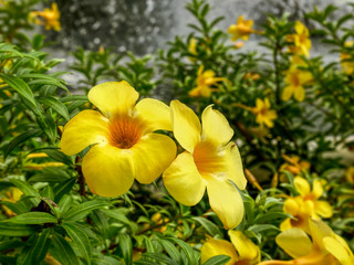 Obraz na płótnie Canvas Close-up Vibrant Yellow Flowers by the Pond