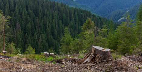 deforestation in the Carpathians, stumps against the background of the mountains