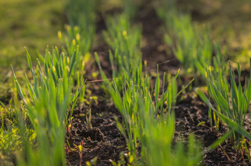 Garden bed with young sprouted edible greens