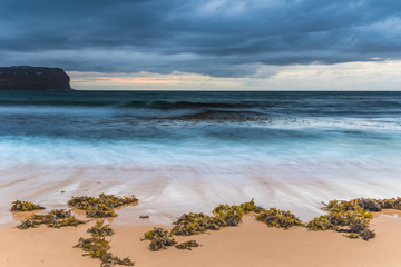 Seaweed by the Stormy Seashore