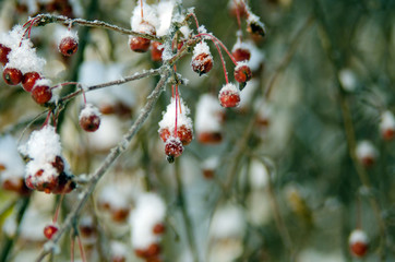 beautiful winter in the forest