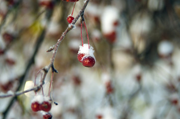 beautiful winter in the forest