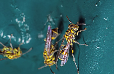 Macro Photo of Wasp on Blue Green Metal Material