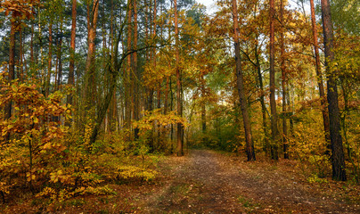 Obraz premium walk in the woods. autumn. autumn colors. autumn leaves. beauty. pleasure.