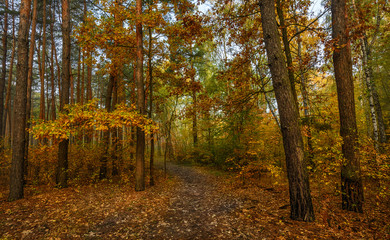 Fototapeta premium walk in the woods. autumn. autumn colors. autumn leaves. beauty. pleasure.