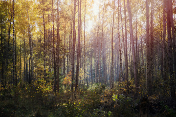 Forest during sunset