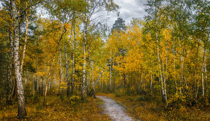 walk in the woods. autumn. autumn colors. autumn leaves. beauty. pleasure.