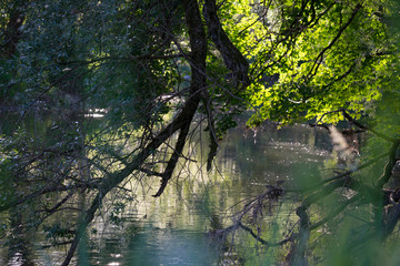 Sommermorgen am Fluss