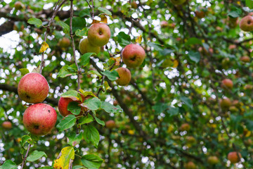 Branch of apple trees bending under the weight of fruit. Autumn orchard.