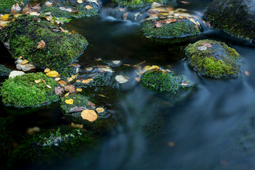 stream in the forest