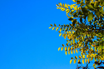 Abstract Colorful  Nature Background. Cropped Shot Of A Branch With Green Leaves Over Blue Sky Background.
