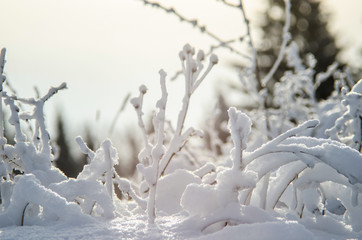 beautiful winter in the forest