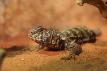 Lezard gris et jaune dans son terrarium