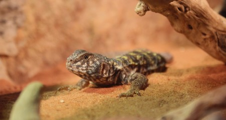 Lezard gris et jaune dans son terrarium
