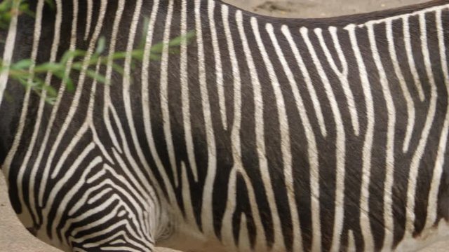 A close up shot of a zebra, showing head and then pans right along body and tilt down to hooves.