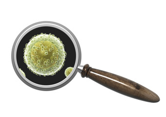 Magnifying glass and pathogen bacteria
