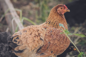 portrait of a chicken