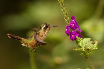 Fototapeta na wymiar Speckled Hummingbird, Adelomyia melanogenys hovering next to violet flower, bird from tropical forest, Manu national park, Peru, hummingbird perching on flower, enough space in green background, tiny 