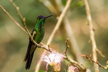 Fototapeta premium Violet-fronted Brilliant, Heliodoxa leadbeateri sitting on branch, bird from tropical forest, Manu national park, Peru, hummingbird perching on flower, enough space in green background, tiny bird