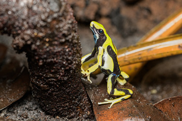 Tinctorius poison dart frog on the rainforest floor