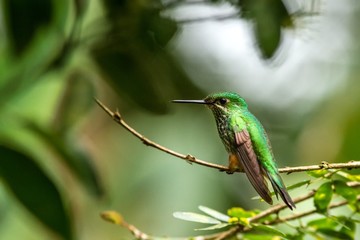 Booted Racket-tail, Ocreatus underwoodi sitting on branch, bird from tropical forest, Manu national park, Peru, hummingbird perching on flower, enough space in green background, tiny bird