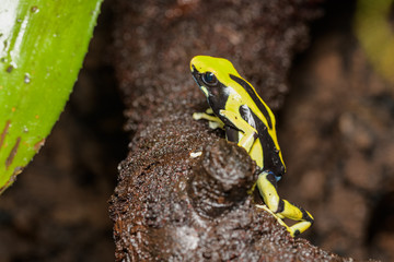 Tinctorius poison dart frog on the rainforest floor