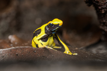 Tinctorius poison dart frog on the rainforest floor