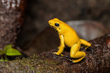Golden poison frog on a log