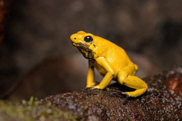 Golden poison frog on a log