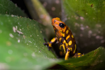 Harleking poison dart frog sitting in a bromeliad