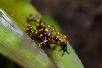Harleking poison dart frog sitting in a bromeliad