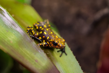 Harleking poison dart frog sitting in a bromeliad