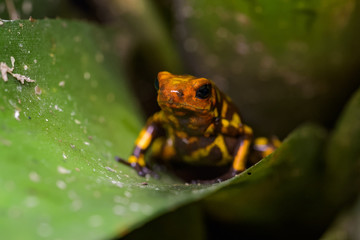 Harleking poison dart frog sitting in a bromeliad