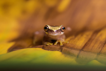 Hourglass tree frog on a banana leaf