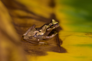 Hourglass tree frog on a banana leaf