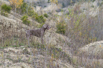 Weimaraner auf Sandhügel bei Treibjagd