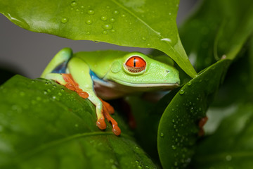 Red eyed tree frog on a coffee plant