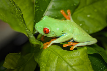 Red eyed tree frog on a coffee plant