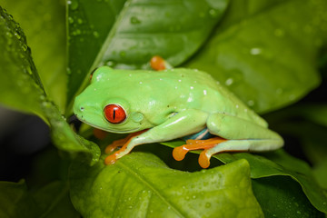 Red eyed tree frog on a coffee plant
